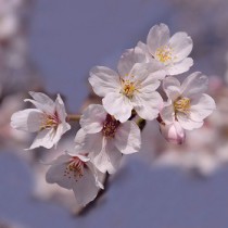 桜の花①