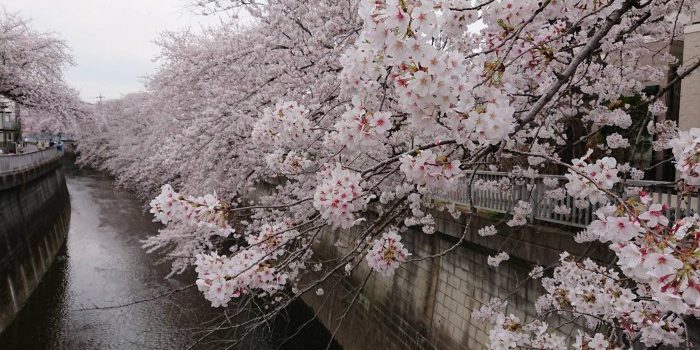 満開 満開